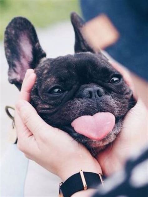 Find the perfect french bulldog puppy for sale in michigan, mi at puppyfind.com. French Bulldog Puppies For Sale Under 1000 Florida