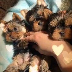 News, email and search are just the beginning. #Biewer Breeders Garden Parti Yorkies and Biewers http ...