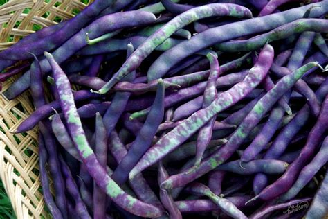 We did not find results for: Purple Podded Pole Beans! | Pole beans, Vegetable garden ...