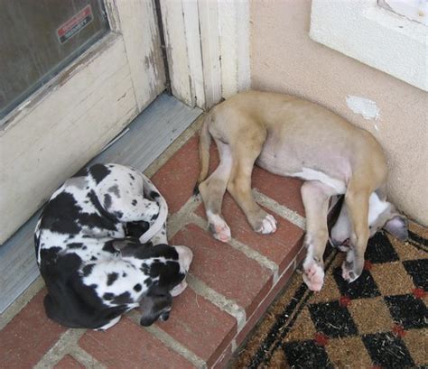 The great dane is also known as the gentle giant, and rightfully so. Wenchie LostElf: 7 week old Great Dane Puppies!