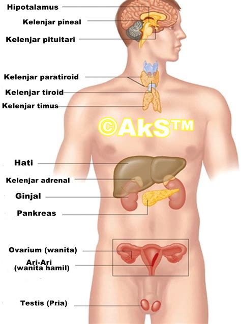 Satu homeostasis sistem endokrin, adalah. Sistem HORMON | COMPADU