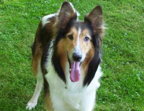 Geboren sind, die noch ein zuhause suchen: 58 Top Pictures Collies Suchen Ein Zu Hause : Unsere Hunde ...