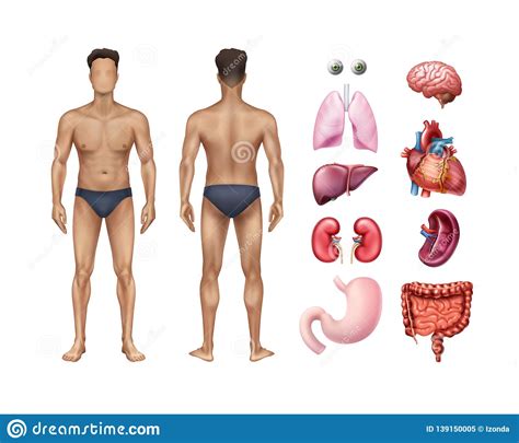 Each are symmetrically paired on a right and left side. Vector Illustration Of Male Body Template Front And Back ...