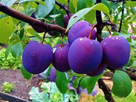 We stock this plum tree in full size and dwarf varieties, so there is an option for all garden sizes. Juicy Purple (With images) | Plum fruit, Fruit, Plum benefits