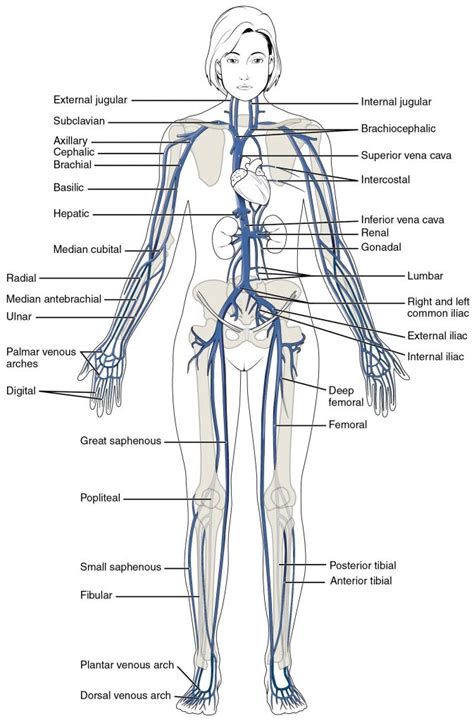 Vein map worksheet the chairman continued quot i m going to do everything in my power with every breath in my body with every drop of blood that flows through my veins to vein map worksheet. This Diagram Shows The Major Veins In The Human Body ...