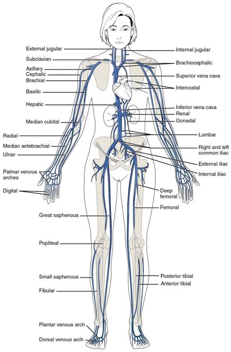 External carotid artery branches medially and is situated inside compared to the internal. This Diagram Shows The Major Veins In The Human Body ...