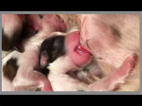 Is there a puppy season for dogs and what time of the year are they mostly born? New Born "Shih Tzu" Puppies 1 days old - YouTube