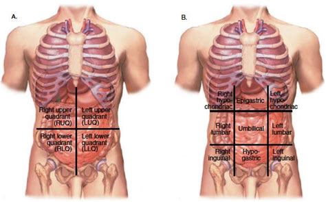 These terms are not used in comparative anatomy, since most other animals do not stand erect. Abdominal Anatomy Quadrants - 1.05 Anatomical Regions and ...
