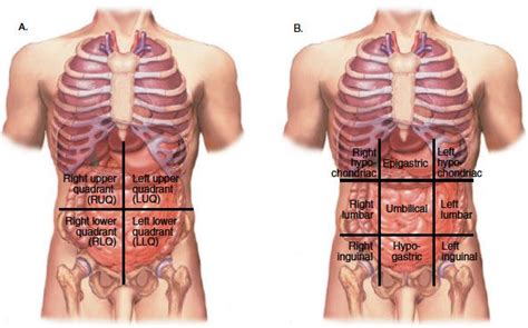 The quadrants are referred to as the left lower quadrant, left upper quadrant, right upper quadrant and right lower quadrant. Abdominal Anatomy Quadrants - 1.05 Anatomical Regions and ...