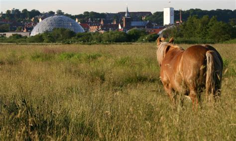 It is located at the mouth of the gudenå river, the largest and longest river in denmark. Randers Regnskov - Wikiwand