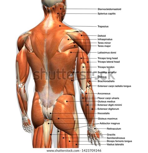 Intermediate back muscles and c. Labeled Anatomy Chart Male Back Muscles Stock Illustration ...