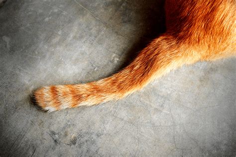 1 determining if the cat's tail is broken. Tail Injuries in Cats: Never Catch a Cat by the Tail ...