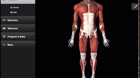 Diagram illustrating muscle groups on back of human legs. Main leg muscles and their actions - YouTube