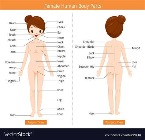 Cutting up diagrams and recreating the internal reproductive system. Female Anatomy Pics | Human body organs, Human body ...
