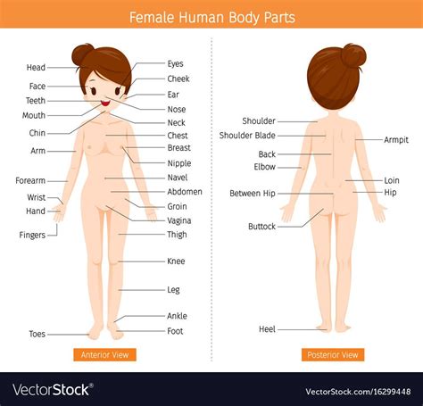 Female parts learn by taking a quiz. Female Anatomy Pics | Human body organs, Human body ...