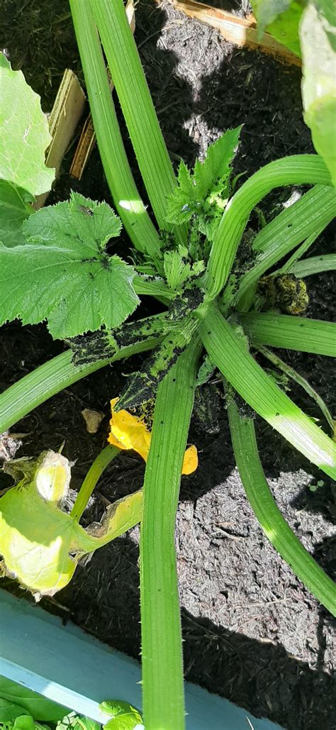 How to get rid of root maggots naturally in potted plants? Bugs on my first courgette plant - how do I get rid of ...
