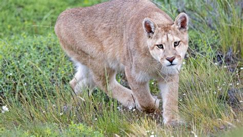 Maybe you would like to learn more about one of these? Puma-Angriff: Raubkatze tötet Radfahrer in Washington ...