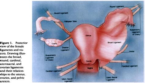 The photo of stomach and large intestine is on the woman`s body against gray background, people with stomach ache problem concept, female anatomy Figure 1 from CT anatomy of the female pelvis: a second ...