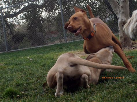 Good luck, and happy training! Puppy Training and Play Biting - OC Dog Training