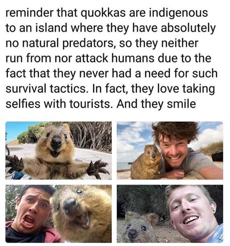 375 x 762 jpeg 54 кб. Pin by Tor Bear on Animals | Cute funny animals, Funny ...