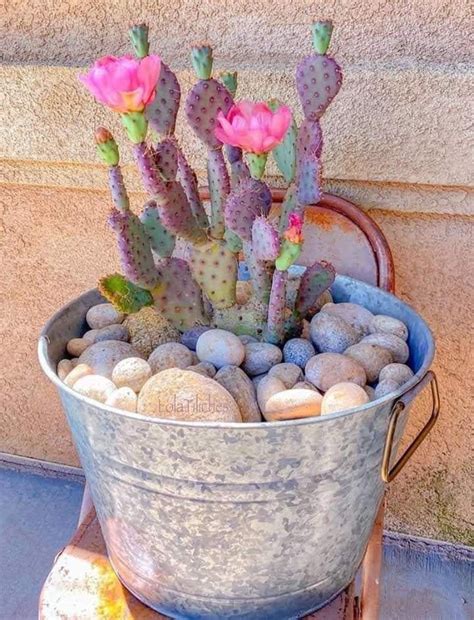 Purple prickly pear cactus (opuntia violacea v. Opuntia Santa Rita baby | Suculentas, Plantas suculentas ...