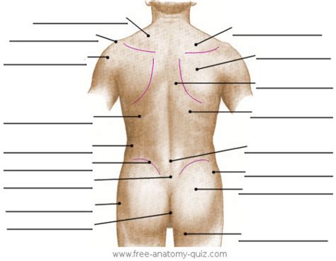 Click to view large image. Free Anatomy Quiz - The Surface Anatomy of the Torso ...