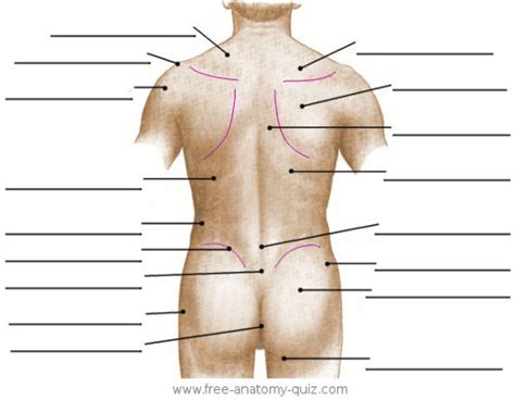 Guide to mastering the study of anatomy. Free Anatomy Quiz - The Surface Anatomy of the Torso ...