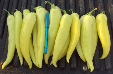 How do you grow banana peppers? Natasha Sweet Banana Pepper (Treated Seed) | Seedway