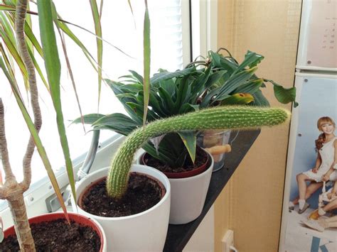 Free shipping on qualified orders. My tall and skinny cactus OC : pics