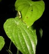 Nu da doamne iar acas' sa nu o gasesc. Anim Agro Technology: UBI JAGA - APA DIA