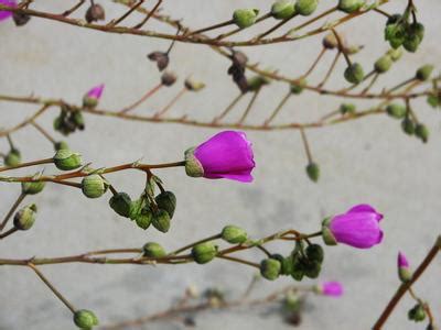 Hummingbirds are particularly drawn to the blooms for their nourishing (citrusy?) nectar. low round succulent plant with pink flowers on on thin ...