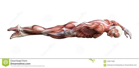 The muscles of the arm anatomical chart does an exemplary job of examining the individual muscles that make up this area of the human body, and how they work together in processes such as motion. Arm Muscles Map - The upper arm is located between the shoulder joint and elbow joint. - Aisuru ...