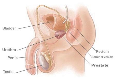 The men most affected by prostate cancer are older than 50. Prostate Cancer: Causes, Symptoms & Treatments - Health ...