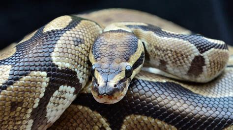 Python est un langage de programmation haut niveau. Schlangen-Attacke in Kanada: Python erwürgt zwei ...