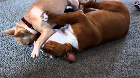 Both have their own unique personalities, which can make. French Bulldog Puppy vs English Bulldog Puppy - YouTube