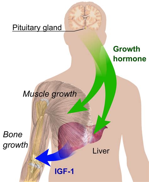 Acquiring hgh requires a prescription from a medical doctor. File:Endocrine growth regulation.png - Wikimedia Commons