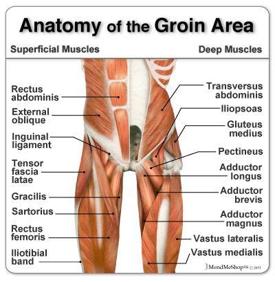 The muscle most often injured in the groin area is the adductor longus muscle, the long triangular shaped muscle on the inside of the. Groin Muscle Tear Surgery | the adductor muscles of the ...