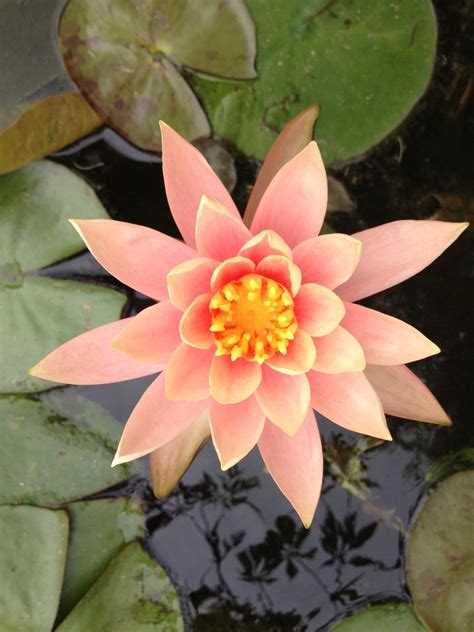 The amberglow™ is a variety of the dawn redwood, which is a deciduous tree. Peach lilly | Water lilies painting, Birth flowers, Trees ...