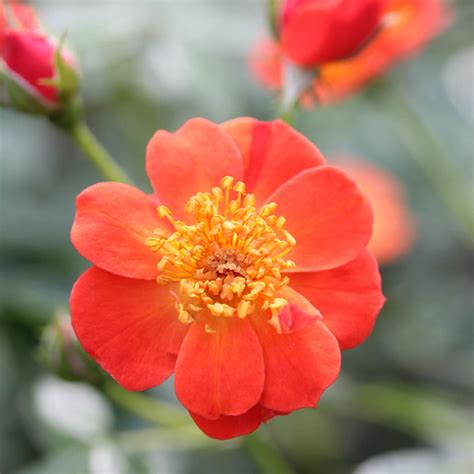 Unlike traditional roses, oso easy roses resist disease. Rosa OSO EASY HOT PAPRIKA - Buy Rose Shrubs Online