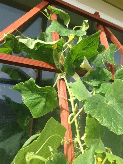 Are your cucumber leaves turning yellow? Pin on Gardenssss my backyard