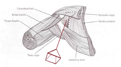 Essentially, this is a fat deposit that stays between your skin and muscles. Spare a thought for your armpits | Pain Care Clinic LTD