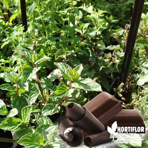 Since 1970, we have offered unparalleled selection of fabric and drapery. Menthe Chocolat - Mentha X piperata 'Schokominze'