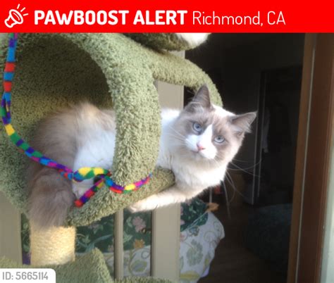 The raps cat sanctuary is the only one of its kind in canada and among the largest in north america. Lost Male Cat in Richmond, CA 94805 Named Oliver (ID ...