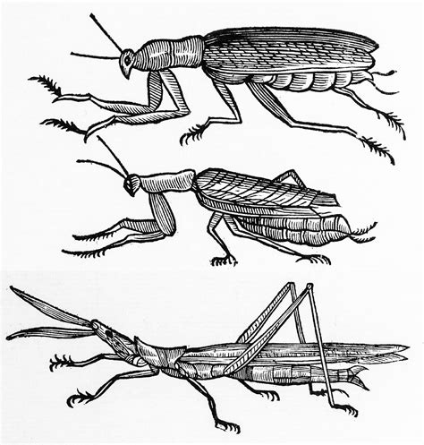 Here are some helpful navigation tips and features. A Cricket Sings By Laura Appleton Smith Pdf / 2021 Gia ...