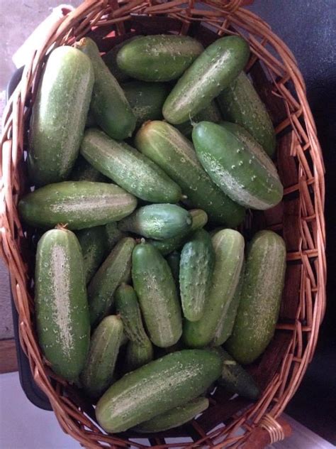 Health food store health food stores organic food stores. Smiling Frogs Farm | Hermitage, TN