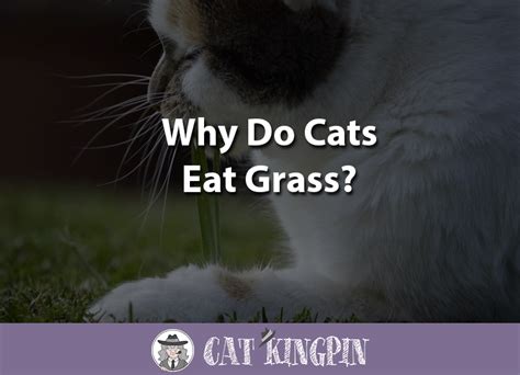 But, can cats eat grass? Why Do Cats Eat Grass? - Cat Kingpin
