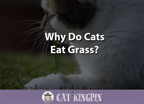 But cats aren't cows, so why do. Why Do Cats Eat Grass? - Cat Kingpin