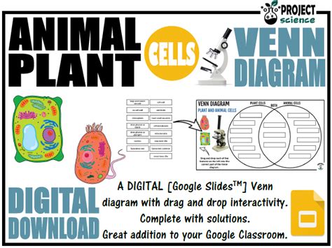 Label the axon, dendrites, cell body, nucleus, schwann's cells, and nodes of ranvier. Animal and Plant Cells Digital Venn Diagram - Distance ...