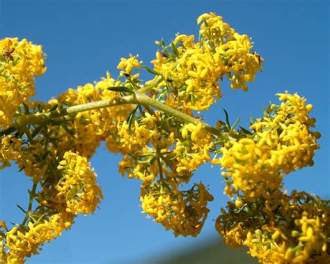 Sânziană is the romanian name for gentle fairies who play an important part in local folklore, also used to designate the galium verum or cruciata laevipes flowers. Ceai de Sânziene Galbene - Ploaia de Stele cu Puteri Magice