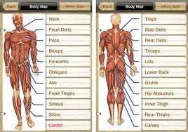 Major muscles of the body, with their common names and scientific (latin) names your job is to diagram and if you are going to perform weight training, you should familiarize yourself with your musculoskeletal system, or at least learn the names of the major muscles that you will be training. Apps de actividad física para smartphones: GymGoal ABC